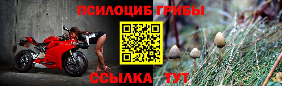 Галлюциногенные грибы Psilocybine cubensis Азов